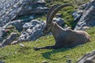 Tiefenentspannter Steinbock