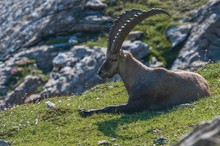 Tiefenentspannter Steinbock