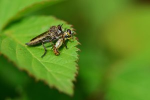 Raubfliege mit Beute