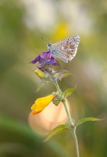 Ein Bläuling, Silbergrüner