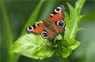 Tagpfauenauge auf Kohldistel