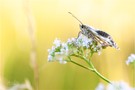 Schachbrettfalter