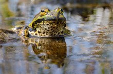 Seefrosch (Pelophylax ridibundus, Syn.: Rana ridibunda)