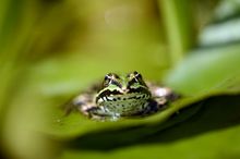 Teichfrosch auf Seerose