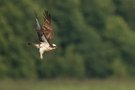 Nach erfolgloser Jagd