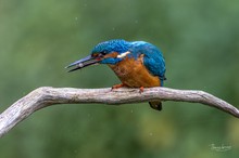 Eisvogel mit Schwarzmeergrundel