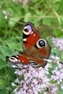 Tagpfauenauge auf Oregano
