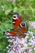 Tagpfauenauge auf Oregano