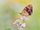 Der Brombeer Perlmuttfalter