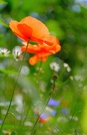 Mohn im August
