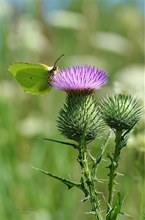 Zitronenfalter an Kratzdistel