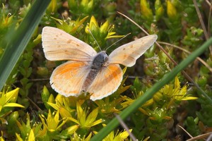 Wieder einmal eine Aberration