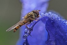 Schwebfliege nach dem Regen