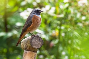 Gartenrotschwanz (Phoenicurus phoenicurus)