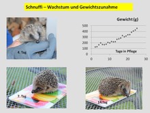 Schnuffi wird immer größer und entwickelt sich zur Miss Muffkopp