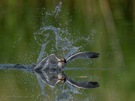 junge FlussSeeschwalbe
