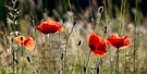 Tanzender Mohn im Gegenlicht