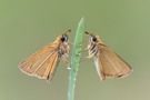Schlichtes Doppel