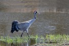 Von einer Rarität zum Allerweltsvogel.