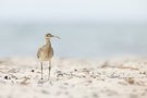 Strandleben