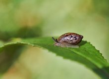 Bernsteinschnecke