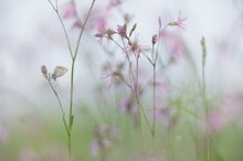 In der nebelfeuchten Kuckuckslichtnelkenwiese