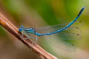 blaue Federlibelle