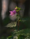 *Waldglockenblume*