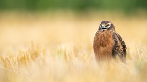 Bettelruf der jungen Wiesenweihe