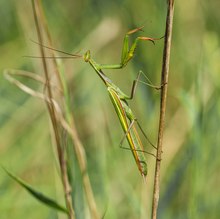 Mantis religiosa