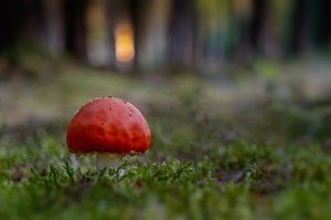 Abends allein im Wald