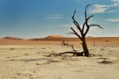 Dead Vlei (5)