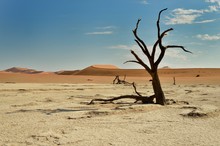 Dead Vlei (5)