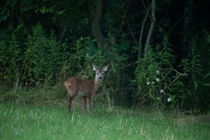 Abends am Waldrand