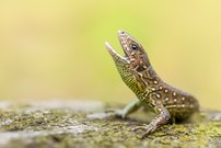 Keiner Drache