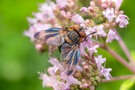 Breitflügelige Raupenfliege