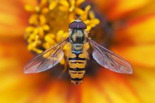 Schwebfliege mit offener Blende