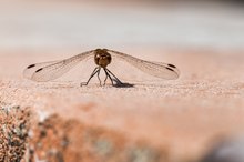 Libelle vor Abflug