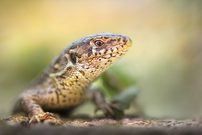 Reptil des Jahres