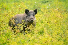 Die Wildschwein - Wiese