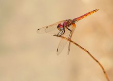 Violetter Sonnenzeiger (Trithemis annulata)