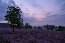 Blaue Stunde in der Heide 2