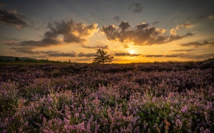 Abends im Torfmoor