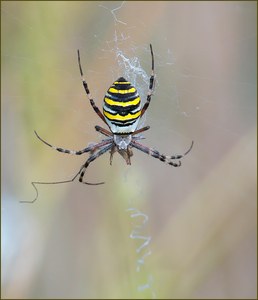 *Wespenspinne*