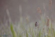 Rohrammer im Morgennebel