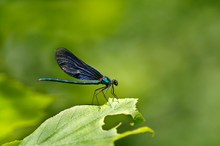 Die Blauflügel Prachtlibelle