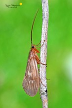 Pilzkopf-Köcherjungfer (Anabolia nervosa)