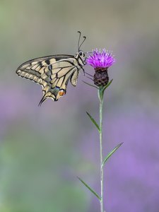 Schwalbenschwanz auf Flockenblume