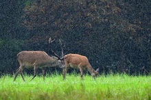 Rotwild im Regen