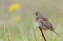 Emberiza Calandra